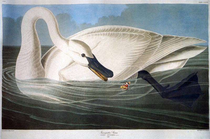 Cygnus buccinator, Trumpeter Swan by John James Audubon.
