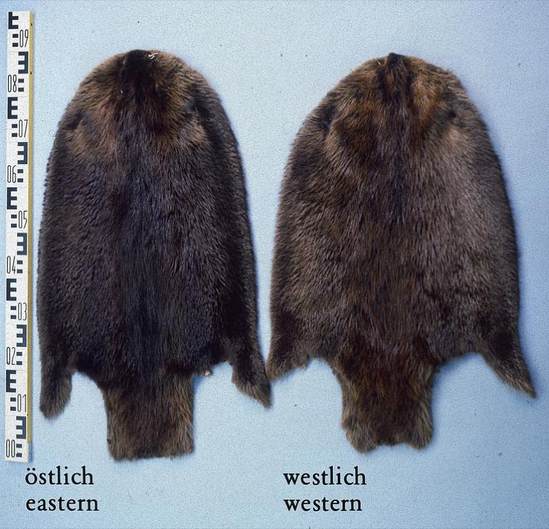 Beaver pelts.