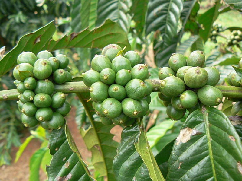 Coffee plant with green berries.