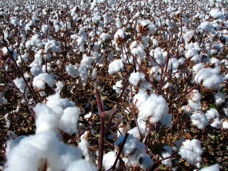 Cotton crop.