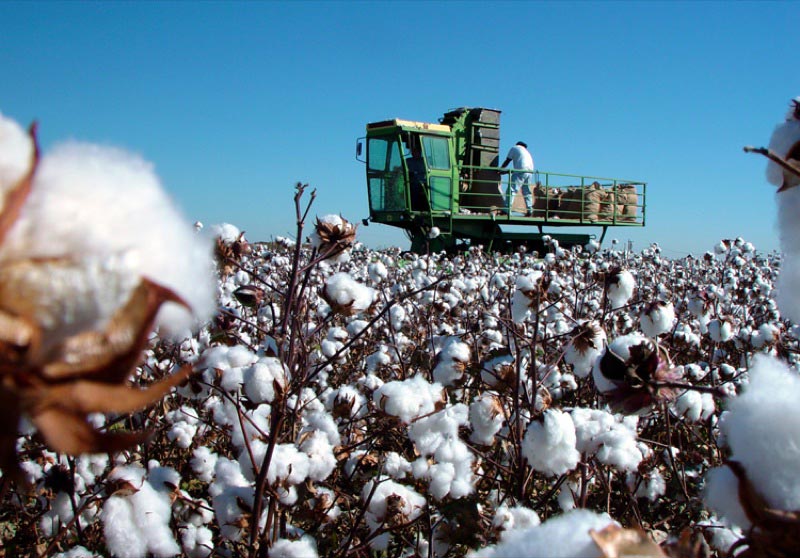Cotton harvester.