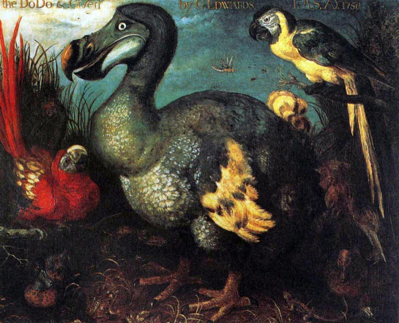 One of the most famous and often copied paintings of a Dodo specimen, by Roelant Savery in 1626.
