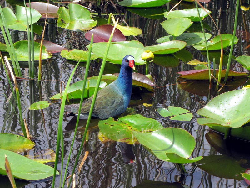 American Purple Gallinule in the Everglades, Florida, 2010.