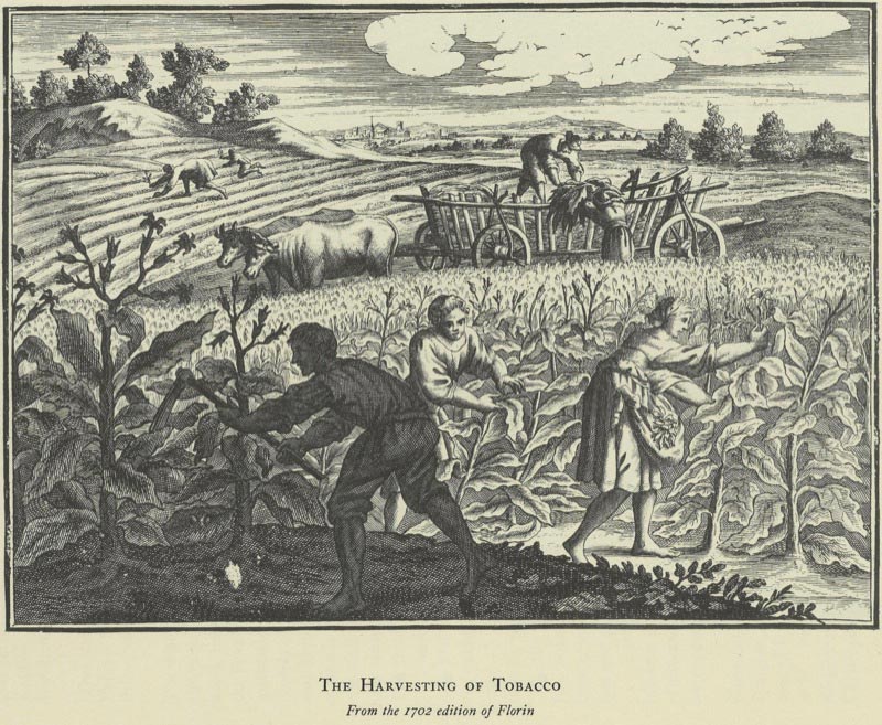 Harvesting of the Tobacco. From Tobacco; Its History, Vol. 3.