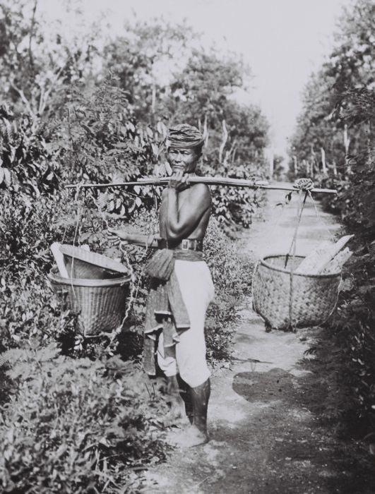 A Javanese labourer busy in the fields of the the coca- and coffee-plantation Margo Molio near Soemberglatik, East-Java.