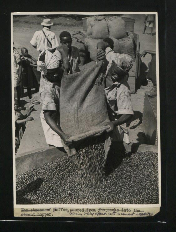 Coffee berries being tipped into a cement hopper in Kenya, c.1945.