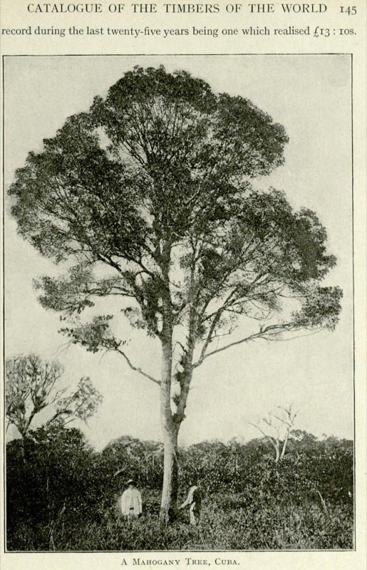 A mahogany tree, Cuba. From A. L. Howard's A Manual of the Timbers of the World...