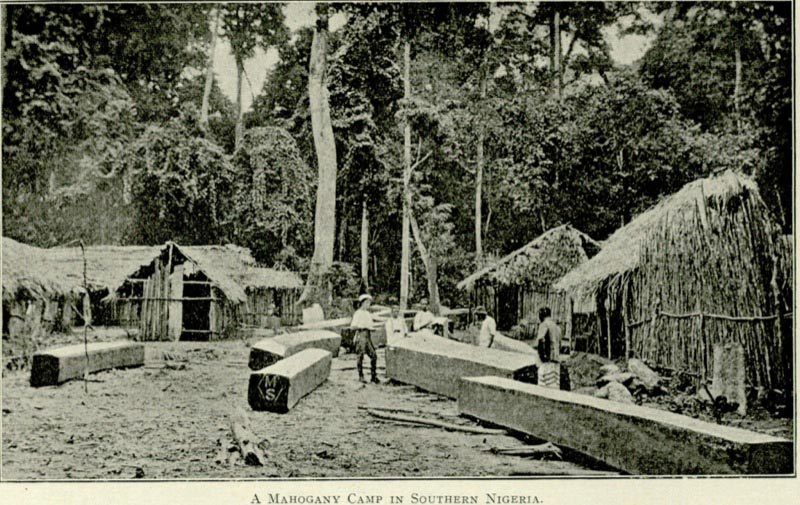 A mahogany camp in Southern Nigeria. From A. L. Howard's A Manual of the Timbers of the World...