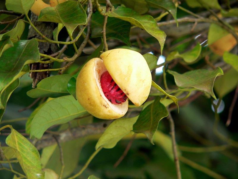 Nutmeg on a tree.