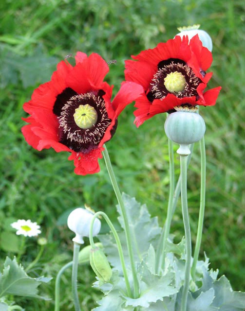 Opium poppies.
