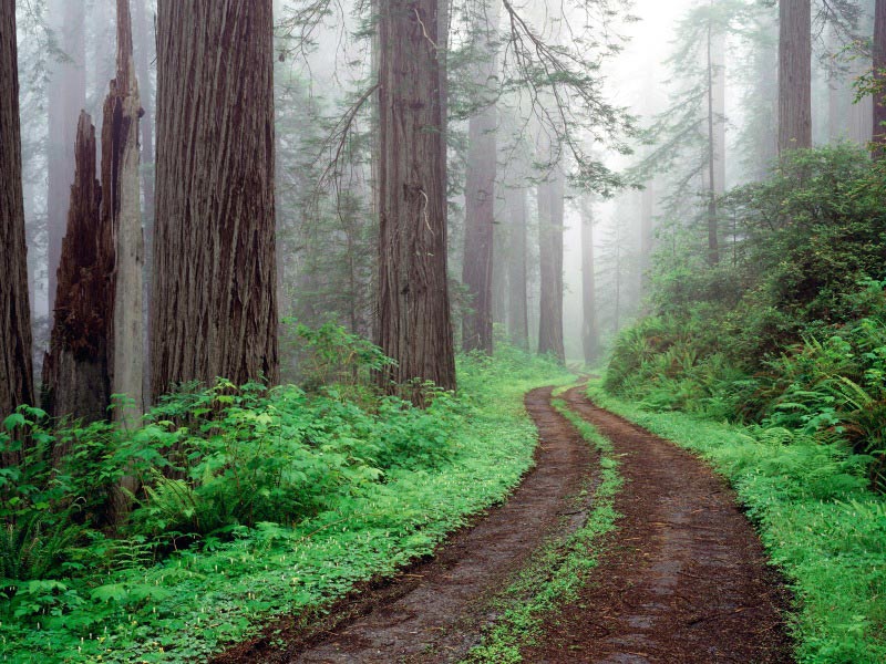 Redwood National Park, California. 