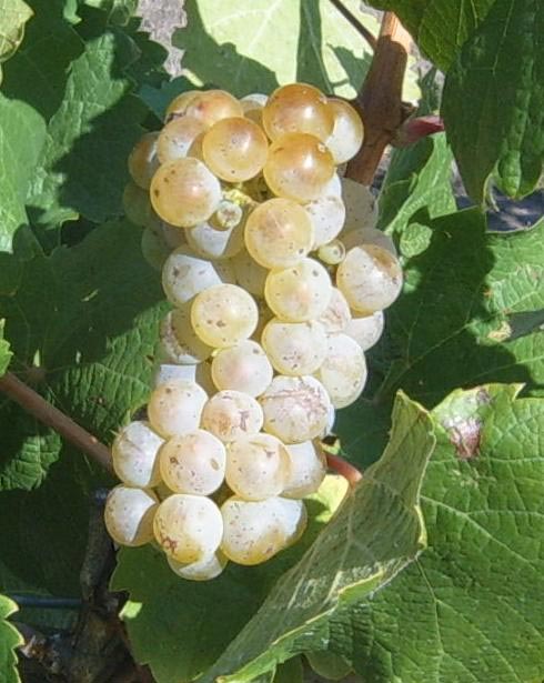 Riesling grapes at a vineyard on Spring Range, South-East Australia.