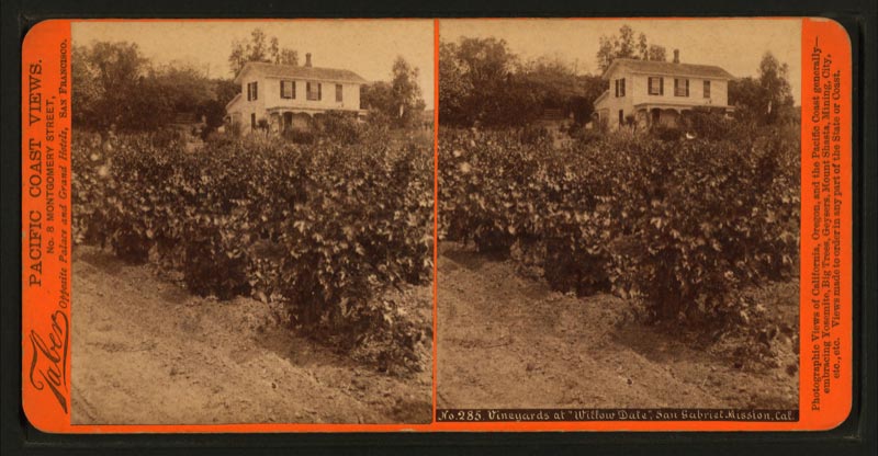 Vineyards at Willow Date, San Gabriel Mission, California, c.1875.