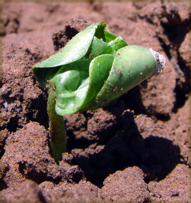 Early stage of cotton plant.