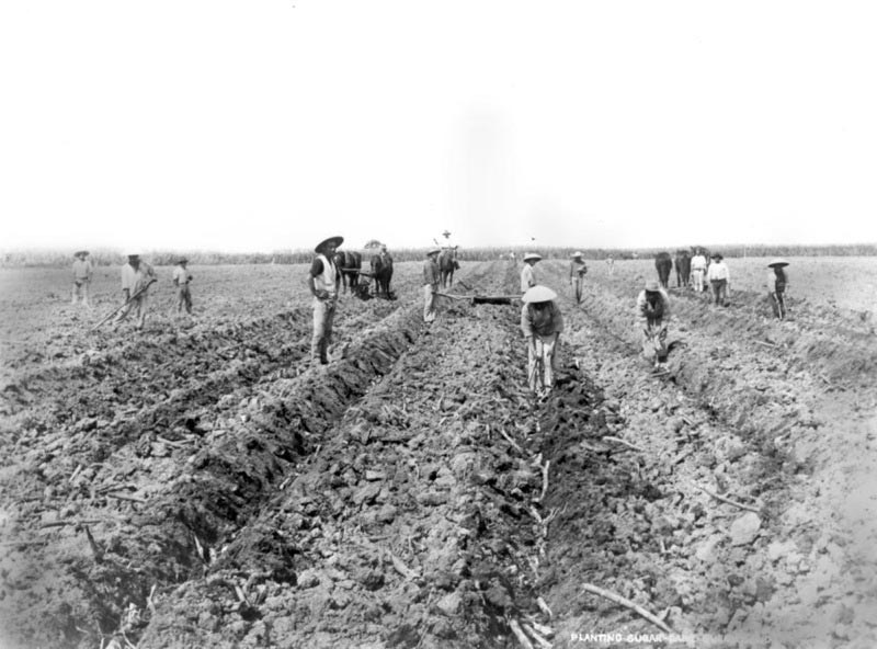 Chinese workers planting cane.