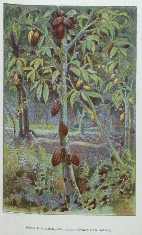 Cocoa plantation in Trinidad. From Historicus's Cocoa, All About It (1892).