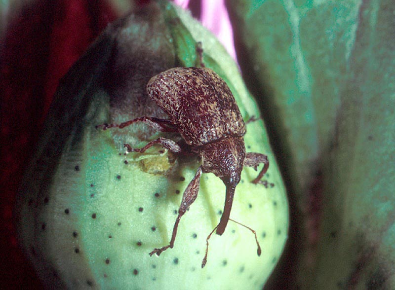 Cotton Boll weevil.