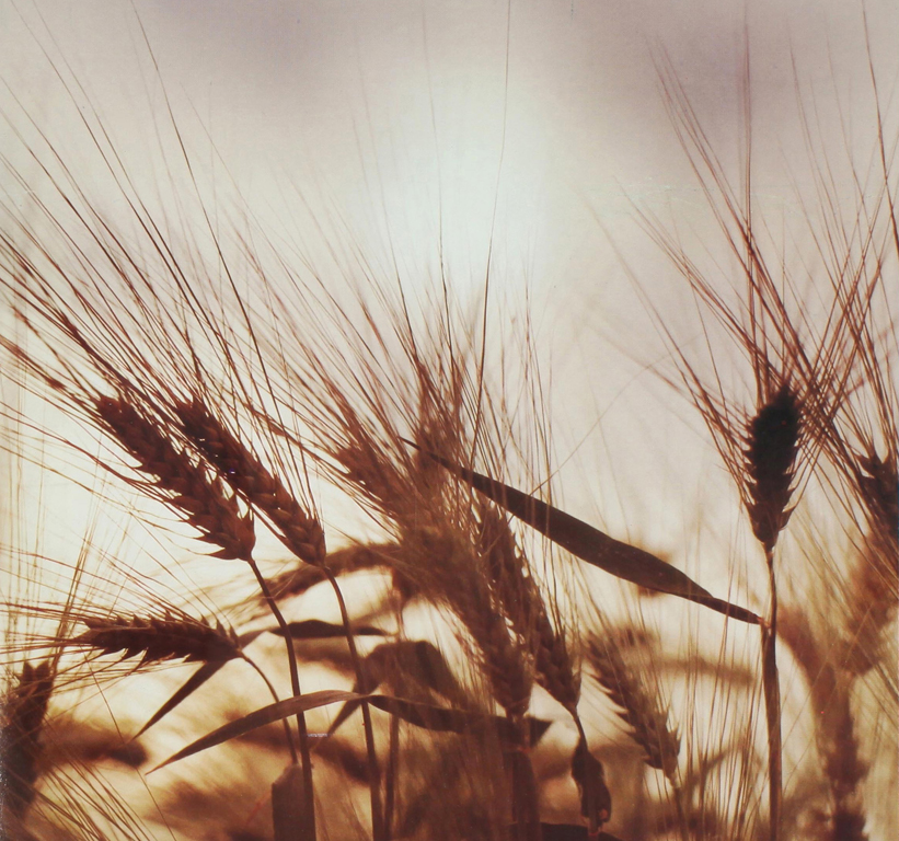 Durum wheat, used extensively in the making of pasta and bread.