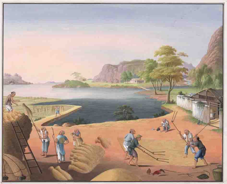 The painting shows the workers extracting the rice from the stalk by threshing.