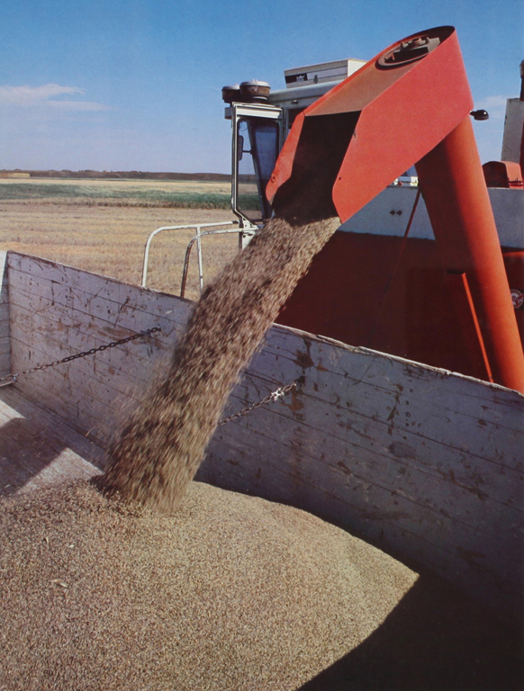 Wheat is transferred from the harvester for transportation in Alberta, Canada. 