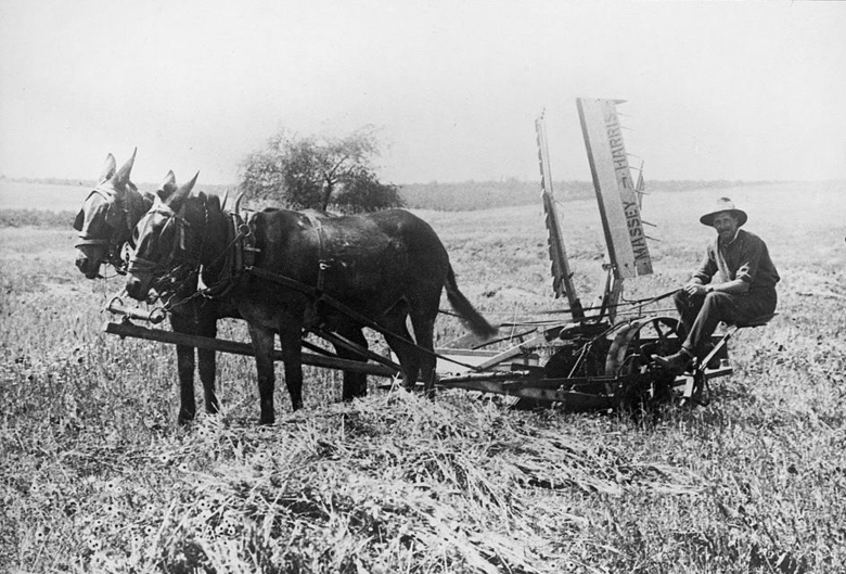 A farmer making use of a horse-drawn Massey-Harris reaping machine. 