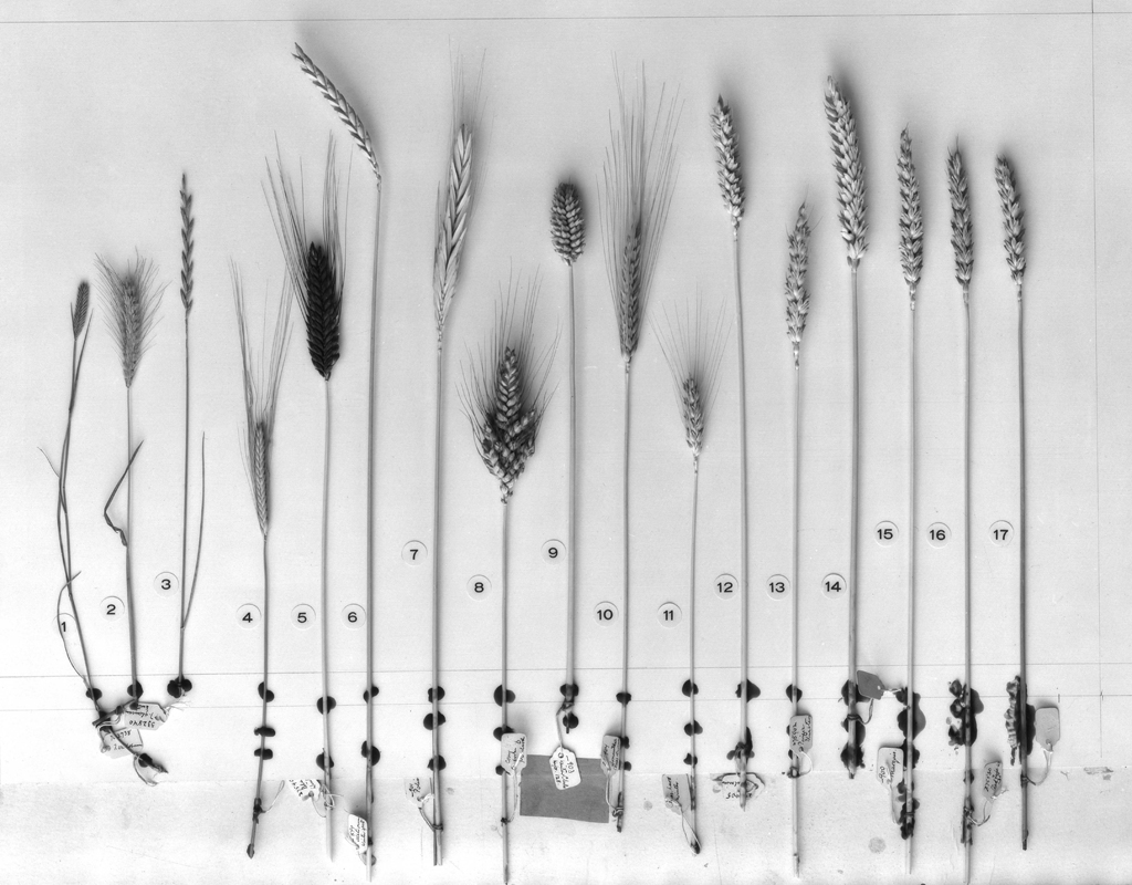 A collection of wheat relatives. 1, 2 and 3 are wild wheat relatives 4 is Einkorn, 5 is Emmer, 6 is Speet, 7 is Polish Wheat, 8 is Poulard Wheat, 9 is Club Wheat, 10 is Durum Wheat, 11 is Turkey Wheat, 12 is Wilhelmina, 13 is Pacific Bluestem, 14 is Dicks