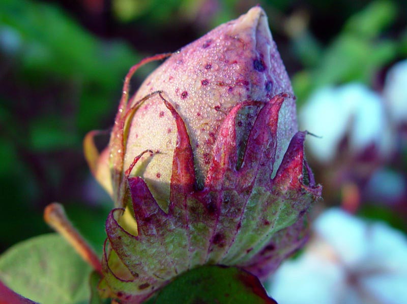 Young cotton plant.