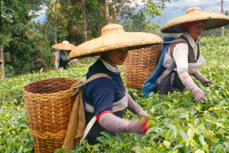 Tea Pickers, Cisarua Bogor.