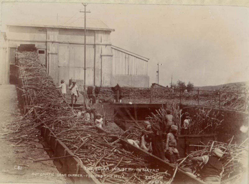 South African sugar plantation. From George Griffith's Sugar Making...